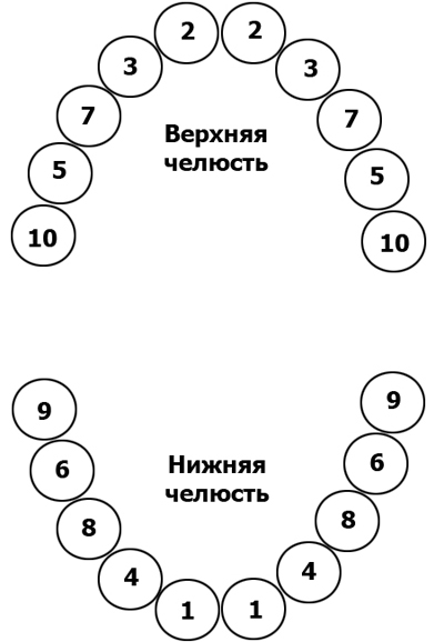 Порядок прорезывания молочных зубов Порядок прорезывания молочных зубов