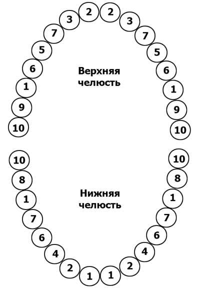 Порядок прорезывания постоянных зубов Порядок прорезывания постоянных зубов