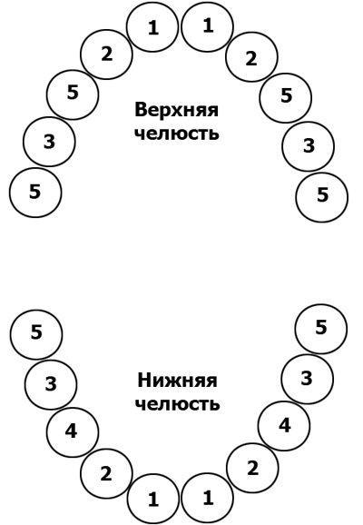 Порядок выпадения молочных зубов Порядок выпадения молочных зубов