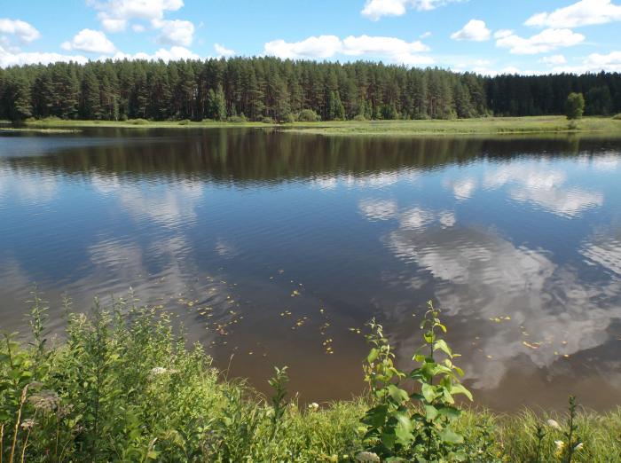 Течёт река