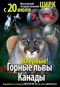 Горные львы Канады
