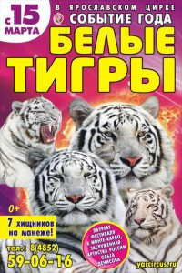 "Белые тигры" в Ярославском цирке