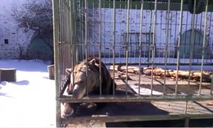 Медведица Маша