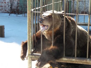 Медвежий праздник